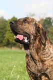 FILA BRASILEIRO 211